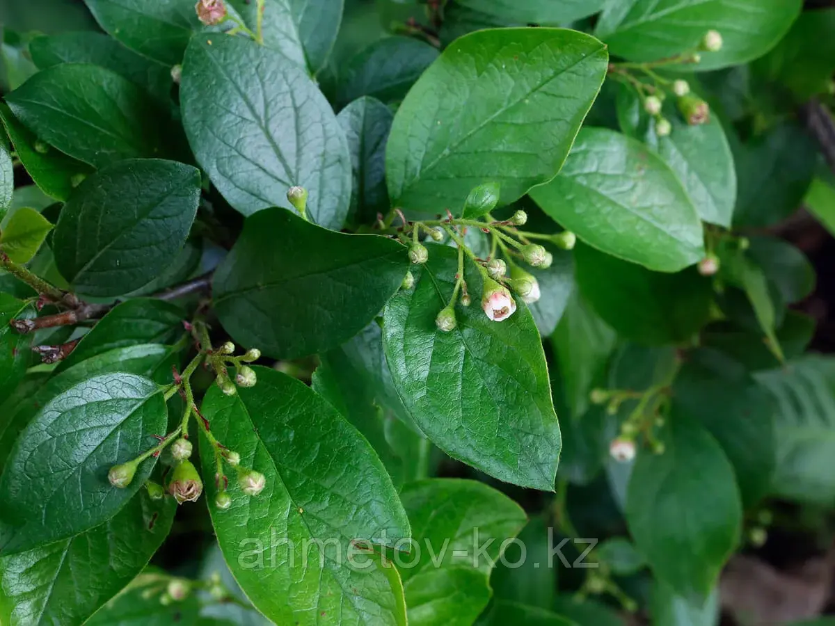 Кизильник блестящий С3 (горшок - 3 литра) 60-80 см (Cotoneaster lucidus)