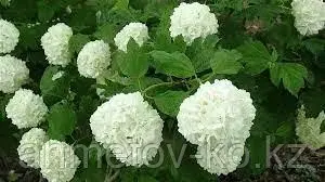 Калина бульденеж (Viburnum opulus 'Roseum) С3 40-60 см