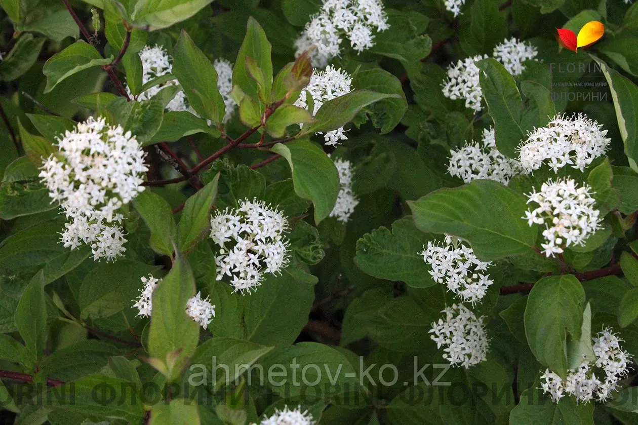 Дерен белый сибирский (Cornus alba Sibirica) С3 40-60 см