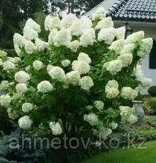 Гортензия метельчатая Полар Бир (Hydrangea paniculata Polar Bir) С3 (горшок - 3 литра) 30-50 см