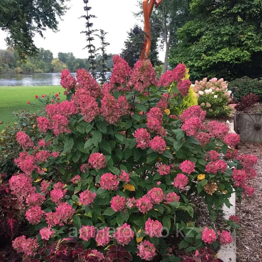 Гортензия метельчатая Вимс Ред (Hydrangea paniculata Wim's Red) С3 (горшок - 3 литра) 30-40 см