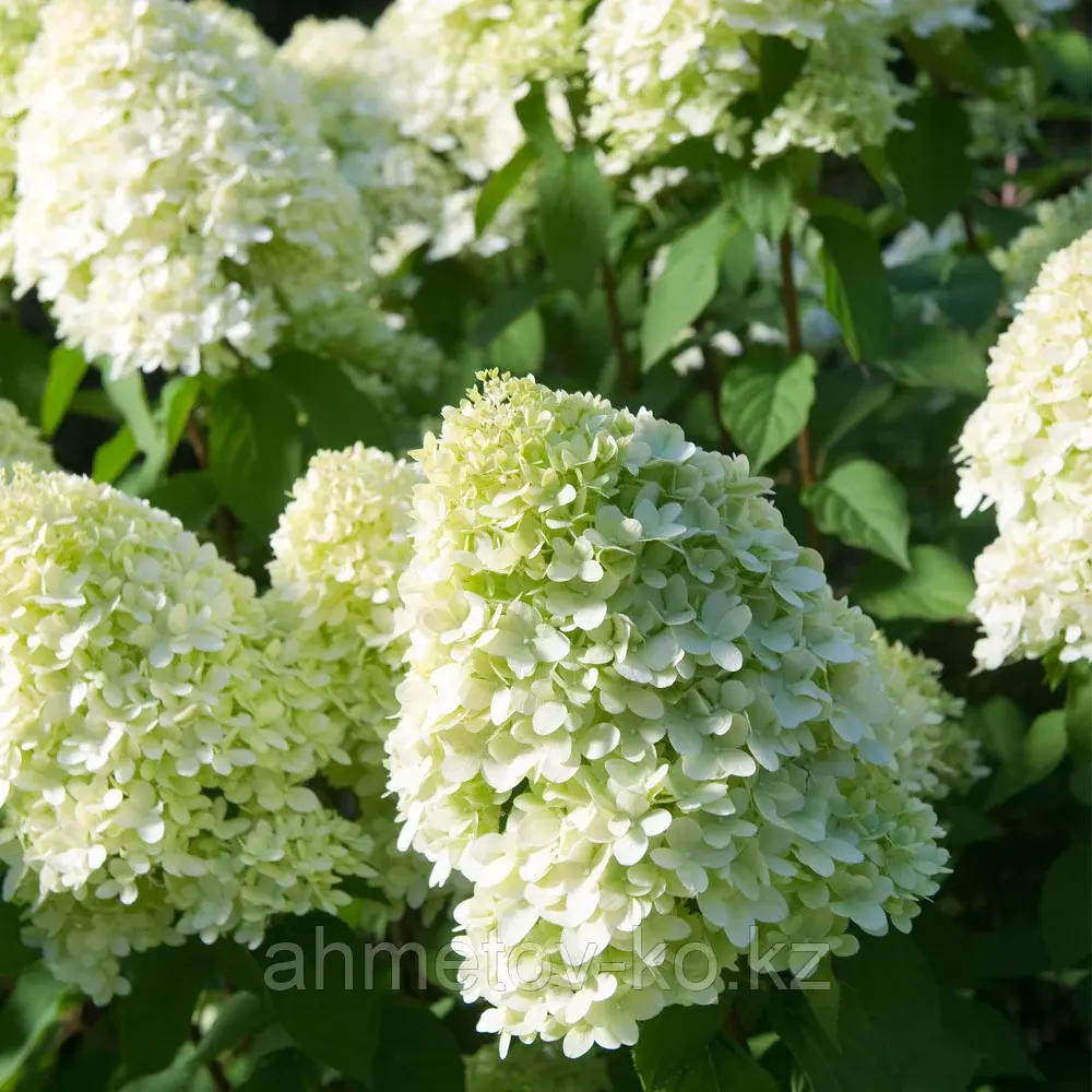 Гортензия метельчатая Лаймлайт (Hydrangea paniculata Limelight ) С3 (горшок - 3 литра) 30-50 см