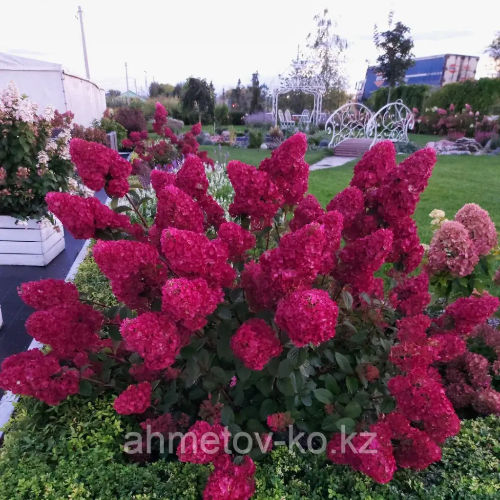 Гортензия метельчатая Самарская лидия (Hydrangea paniculata«Samarskya Lydia» Rensam ) С5 30-40см (горшок - 5 литров)