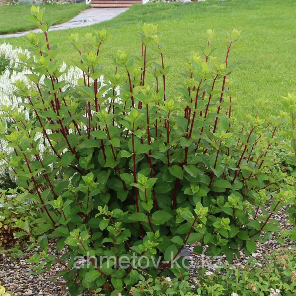 Гортензия метельчатая Самарская лидия (Hydrangea paniculata«Samarskya Lydia» Rensam ) С5 30-40см (горшок - 5 литров)