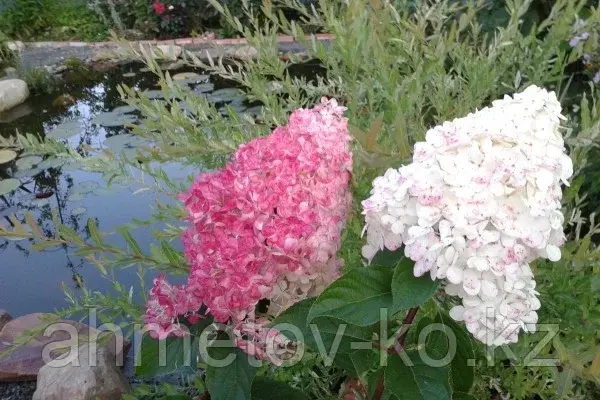 Гортензия метельчатая Ванила Фрайз (Hydrangea paniculata Vanille Fraise) С5 30-40см