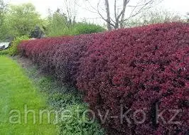 Барбарис тунберга Атропурпурея ( BERBERIS THUNB. ATROPURPUREA) C5 50-70см