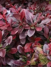 Барбарис тунберга Атропурпурея ( BERBERIS THUNB. ATROPURPUREA) C5 50-70см