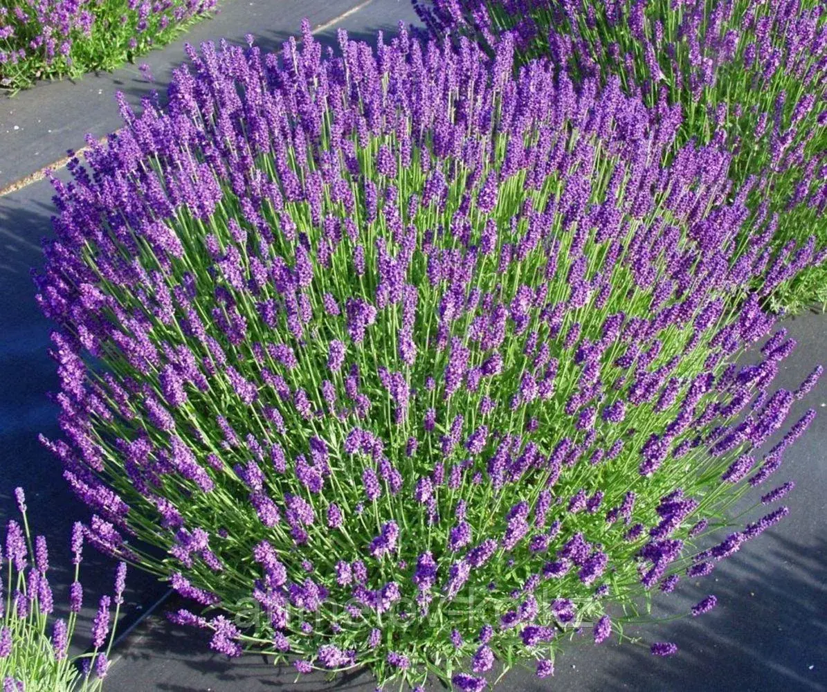 Лаванда узколистная Хидкот (Lavandula angustifolia Hidcote Blue) С2,5 20-40 см