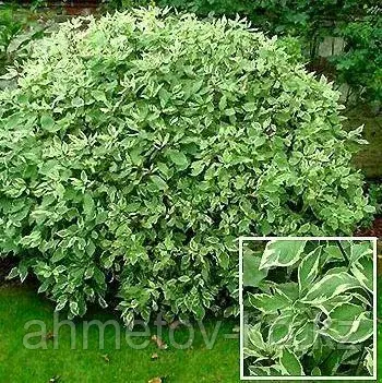Дерен cибирский Вариегата (Cornus alba sibirica Variegata) С5 40-60 см
