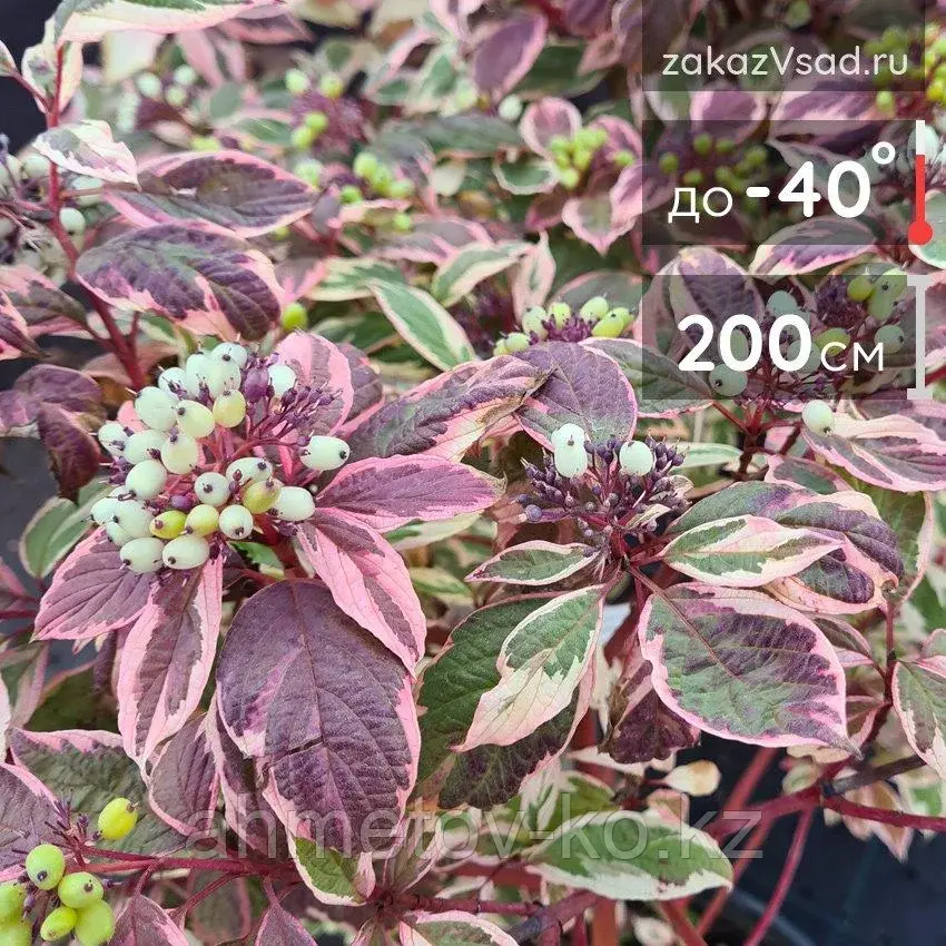 Дерен cибирский Вариегата (Cornus alba sibirica Variegata) С5 40-60 см