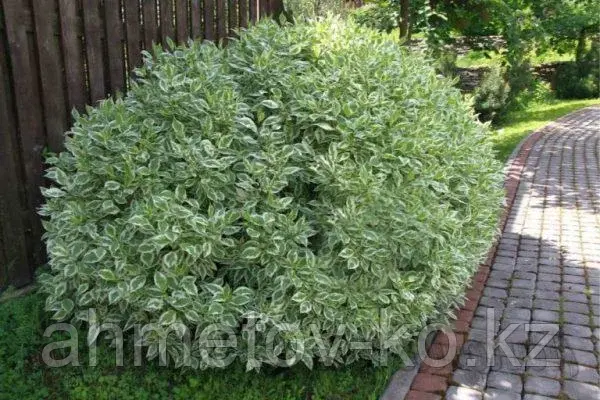 Дерен белый Елегантисима (Cornus alba Elegantisima) С3 40-60 см