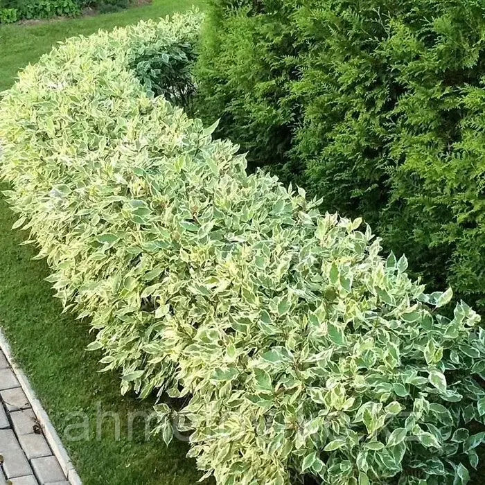 Дерен белый Елегантисима (Cornus alba Elegantisima) С3 40-60 см