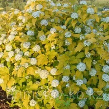 Пузыреплодник калинолистный Дартс голд (Physocarpus opulifolius Darts Gold ) С3 .40-60 см