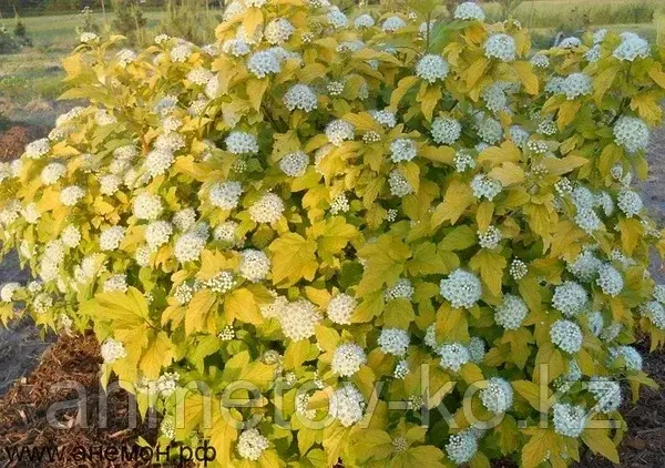 Пузыреплодник калинолистный Дартс голд (Physocarpus opulifolius Darts Gold ) С3 .40-60 см