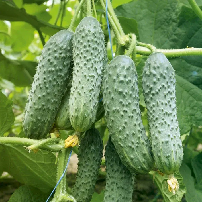 Семена овощных культур Agro Asia