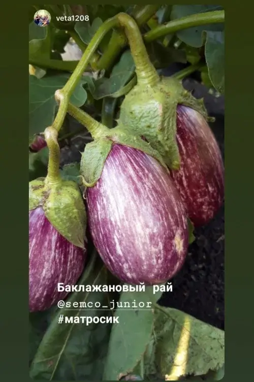 Семена баклажана Матросик (Чехия)