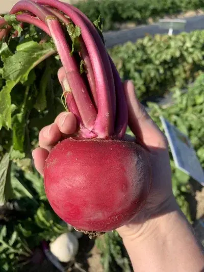 Семена свеклы столовой Модана (Дания)