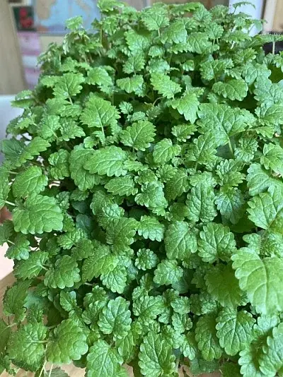 Семена мелиссы Царицынская Семко (Сербия)