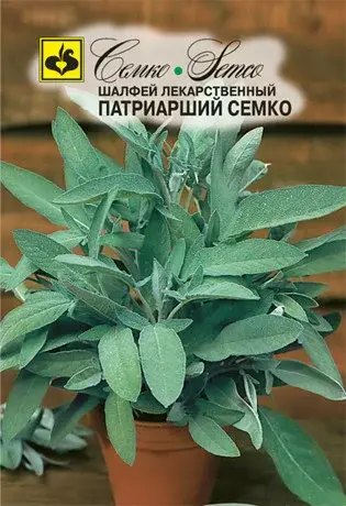 Шалфей Патриарший (Дания)