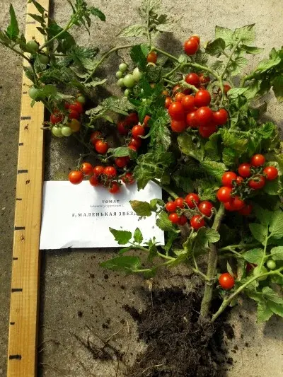 Семена томата Маленькая Звезда F1 (Израиль)