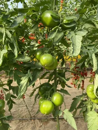 Семена томата Грин Биф F1 (Израиль)