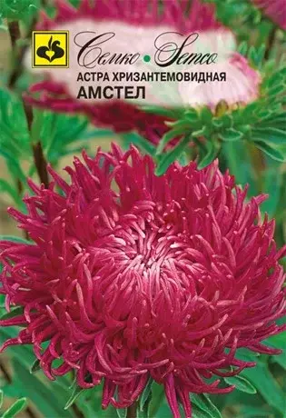 Семена астры хризантемовидной Амстел (Китай)