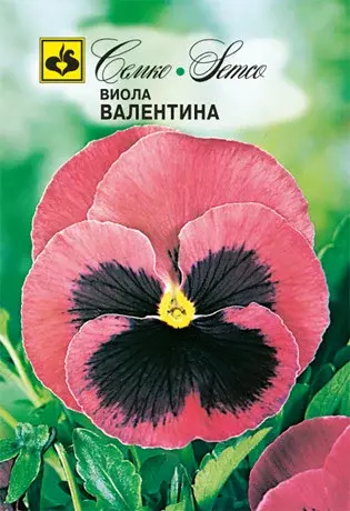 Семена виолы Валентина (Китай)