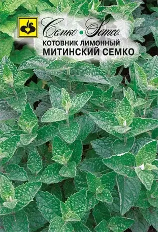 Семена котовника лимонного Митинский Семко (Нидерланды)