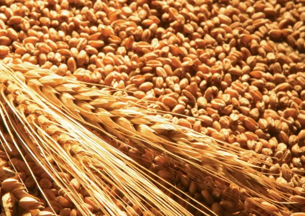 Продам 3 класс клей 28 на элеваторе