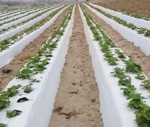 Пленка для клубники (черно-белая 500 и 600 метров)