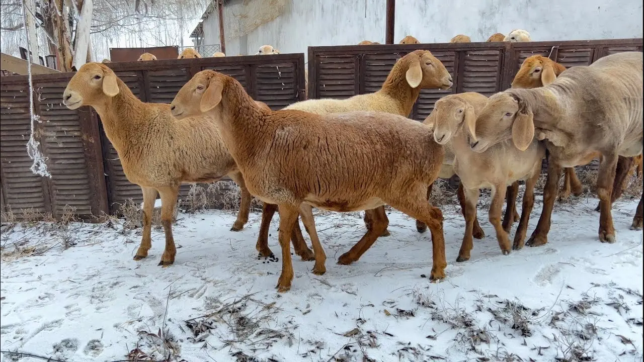 Жас койлар