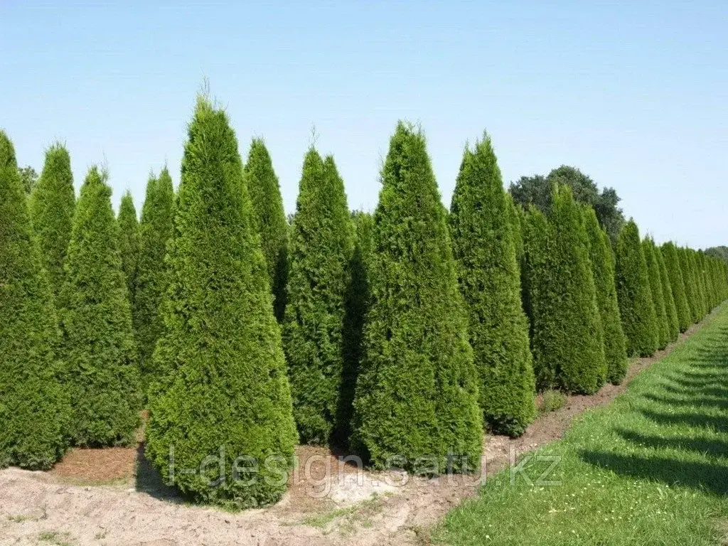 Туя западная Brabant