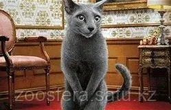 Кастрация кота