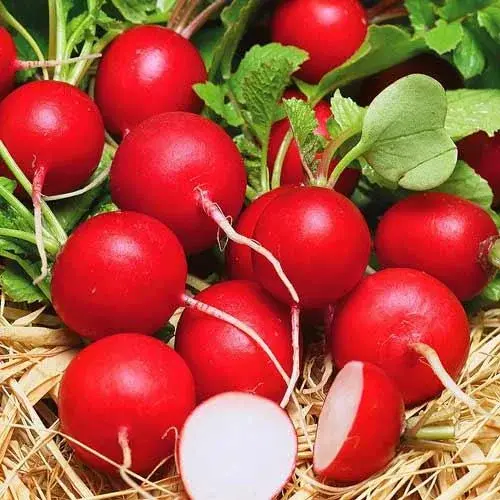 Сорт редиса Ранний красный 50гр