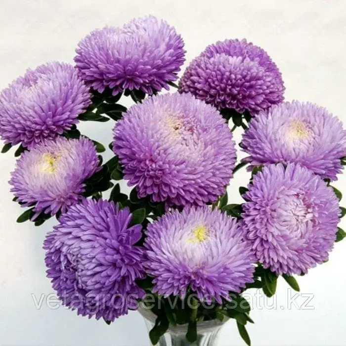 Астра Balloon Lavender Satimex 1000 семян
