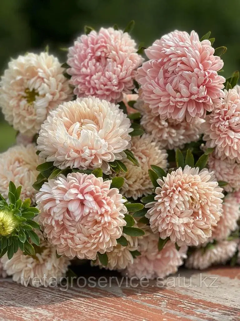 Астра Хризантелла Pink Mother-of- Pearl Satimex 1000 семян