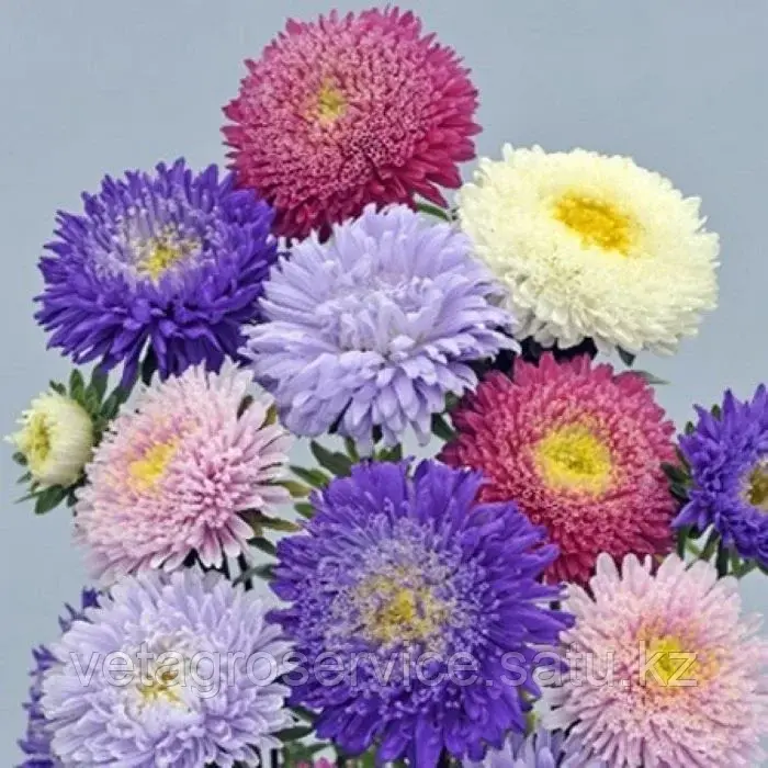 Астра Rose of Shanghai Mix Satimex 1000 семян