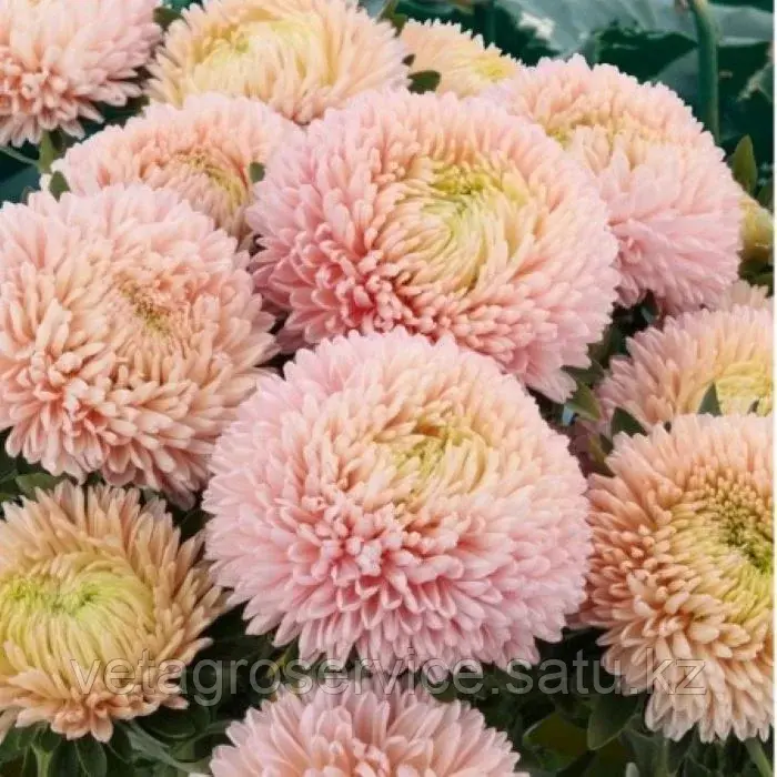 Астра Хризантелла Lotos Flower Satimex 1000 семян