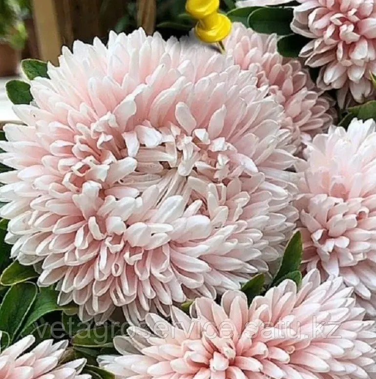 Астра Хризантелла Sakura Satimex 1000 семян