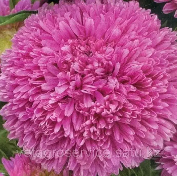Астра Balloon Brilliant Rose Satimex 1000 семян
