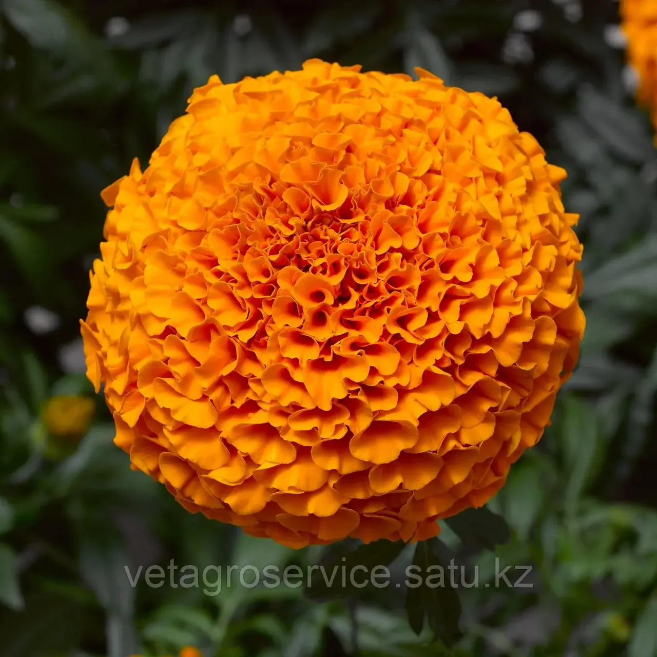 Тагетес (бархатцы) Inca II Orange Syngenta 1000 семян