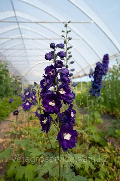 Экскалибур Дельфиниум высокий Excalibur Delphinium elatum Dark Blue White Bee 1000 семян