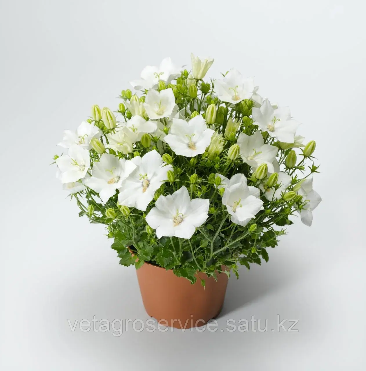 Колокольчик карпатский Pristar White /Пристар Белый / Syngenta 1000 семян