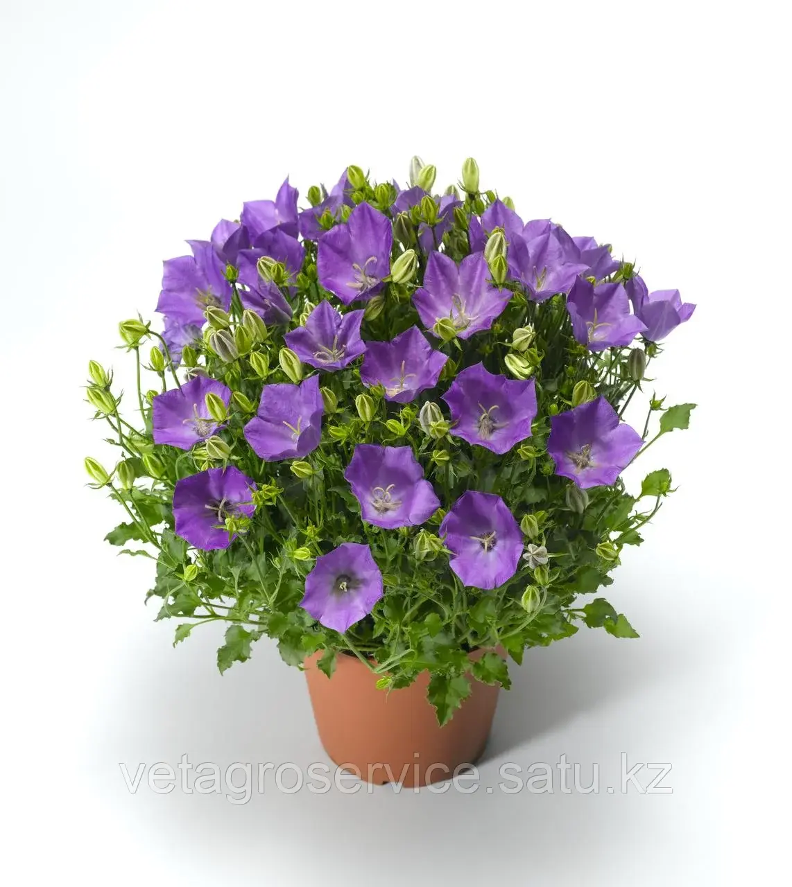 Колокольчик карпатский Pristar Deep Blue/ Пристар Deep Blue Syngenta 1000 семян