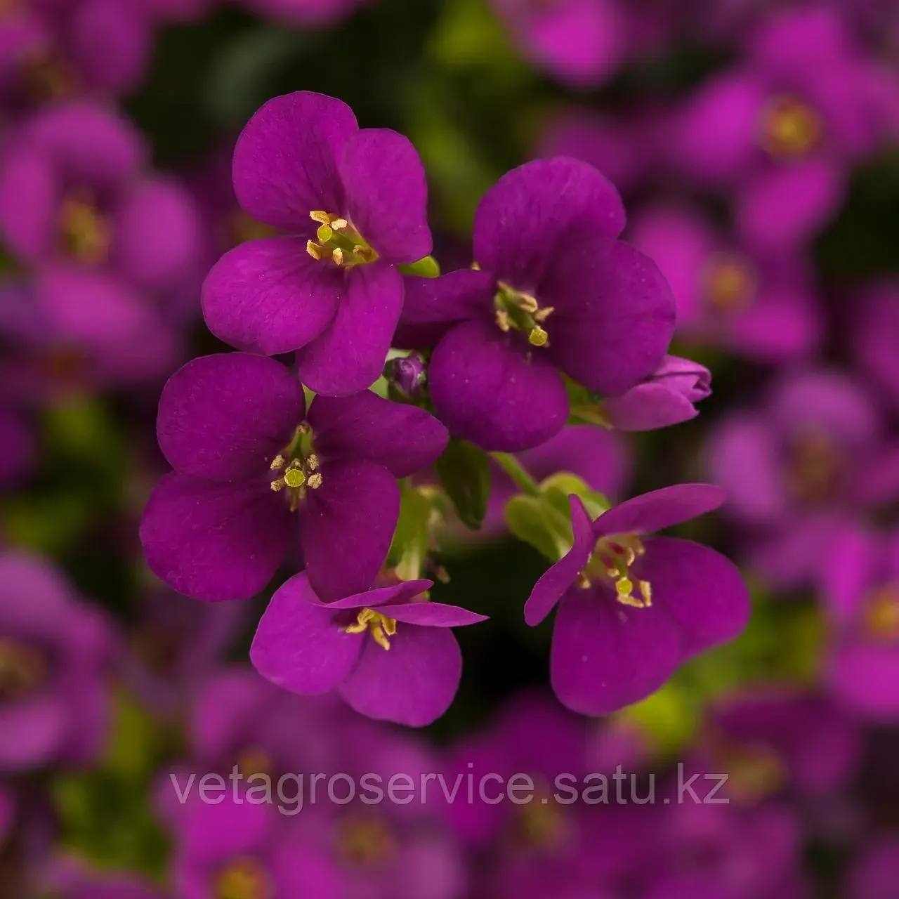 Арабис кавказский Little Treasure Deep Rose/ Литл Треже Deep Rose Syngenta 1000 семян