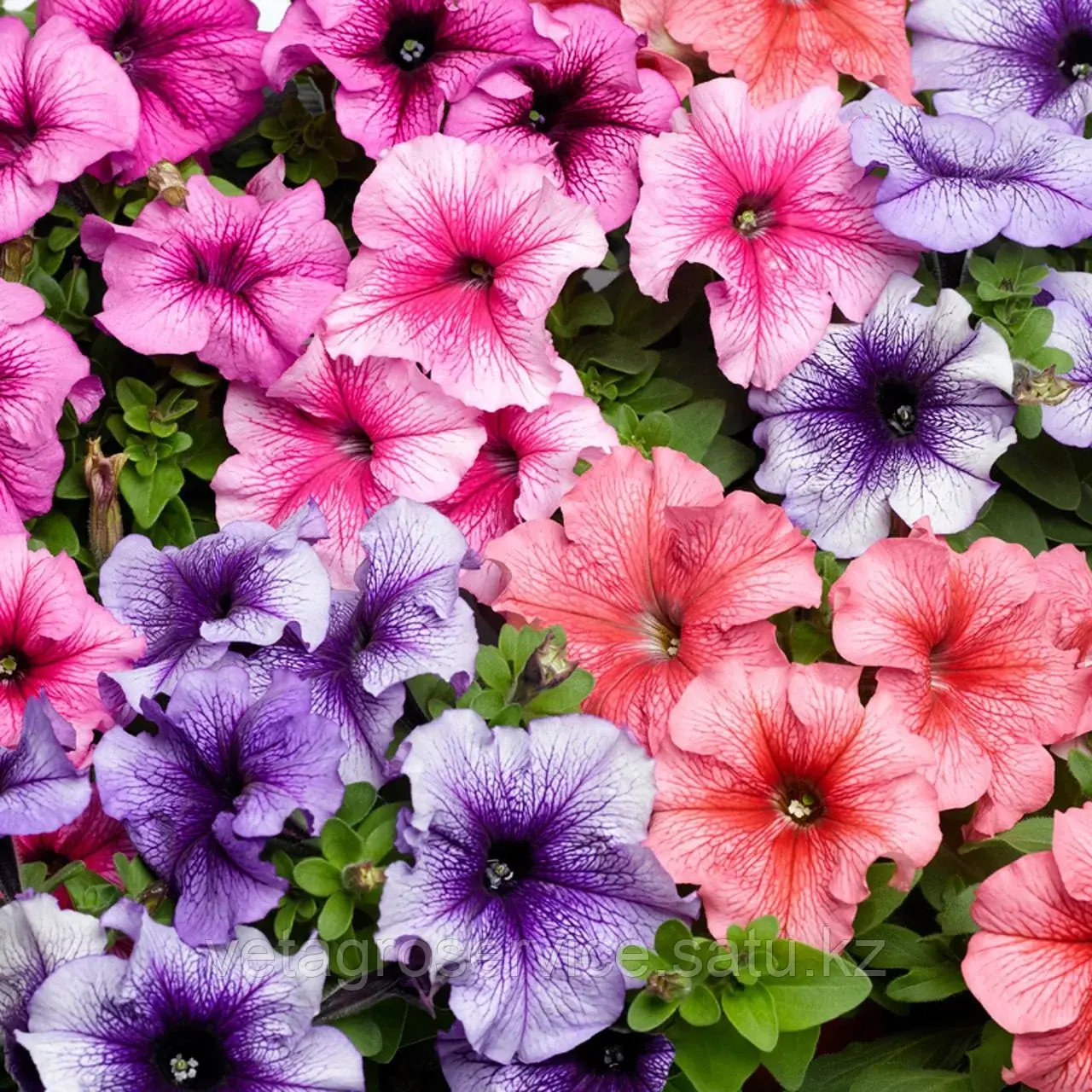 Петуния Тritunia Veined Mix Syngenta 1000 семян