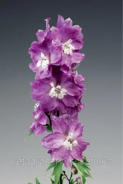 Дельфиниум Excalibur Lilac Rose White Bee Syngenta 1000 семян
