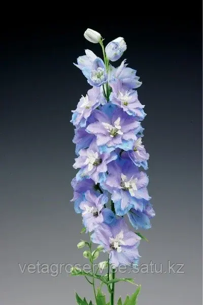 Дельфиниум Excalibur Light Blue White Bee Syngenta 1000 семян