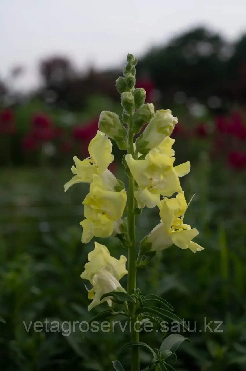 Львиный зев Madam Butterfly Yellow Syngenta 1000 семян