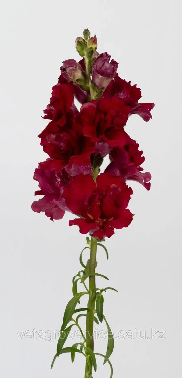 Львиный зев Madam Butterfly Red Syngenta 1000 семян